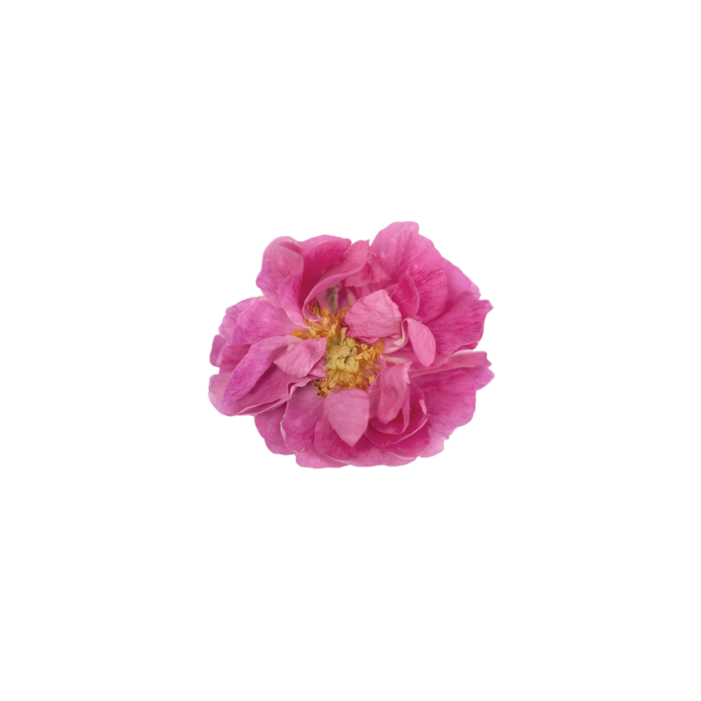 Rose Bulgarien