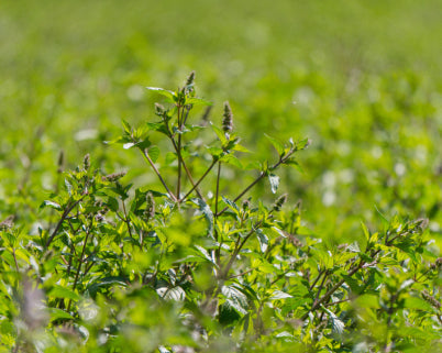 Die kleine Pfefferminz-Hausapotheke