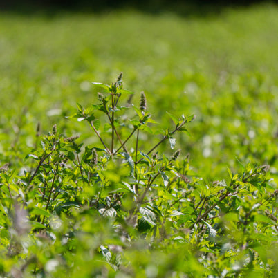 Die kleine Pfefferminz-Hausapotheke
