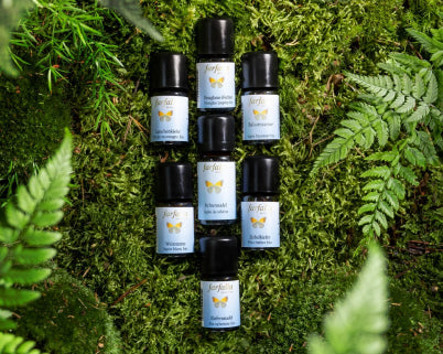 Waldzauber – die Kraft des Waldes