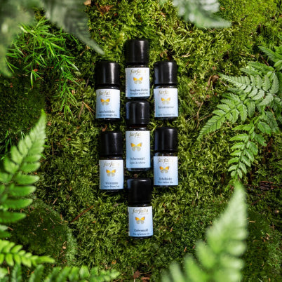 Waldzauber – die Kraft des Waldes