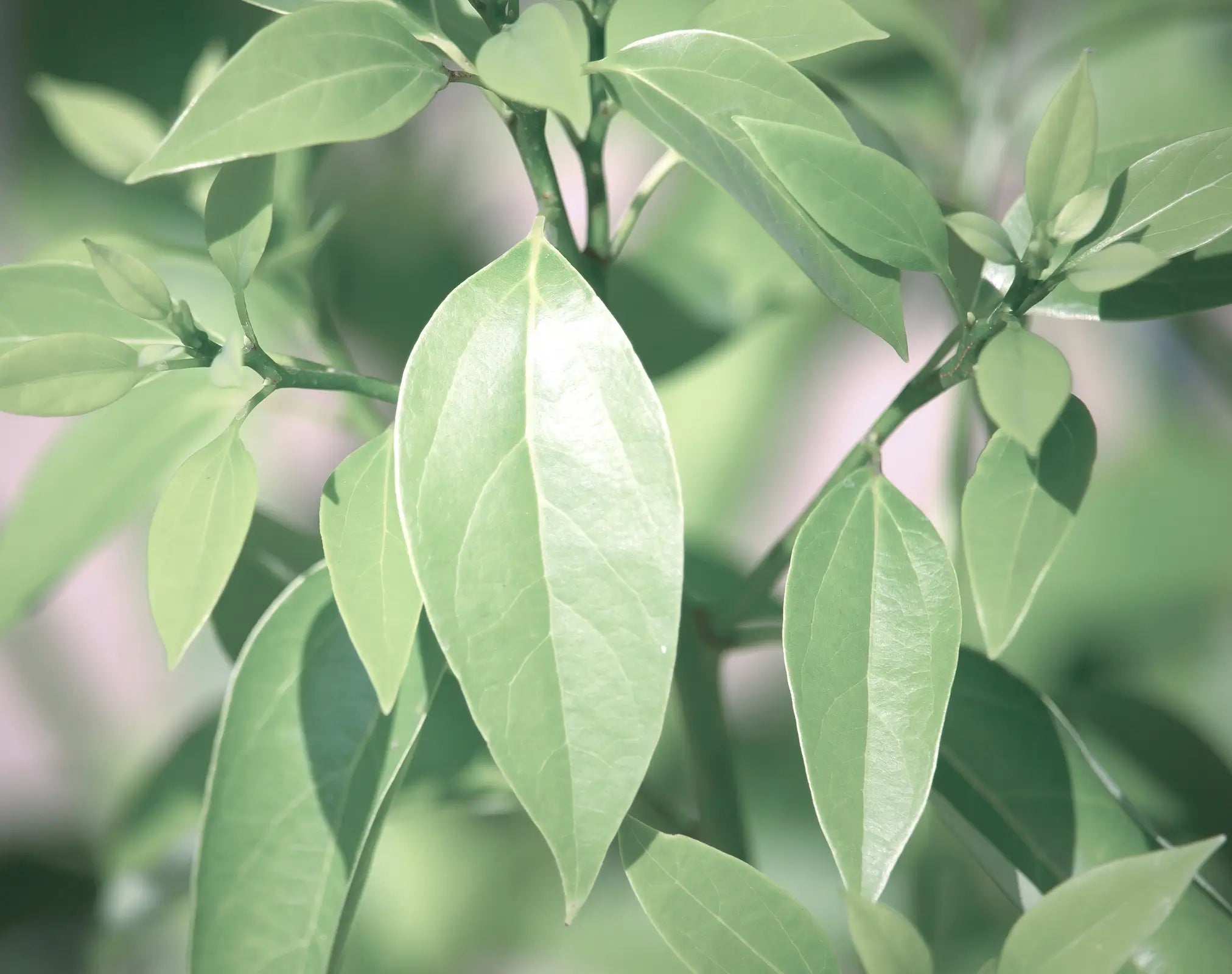 Rezepte für deine Abwehr mit Ravintsara