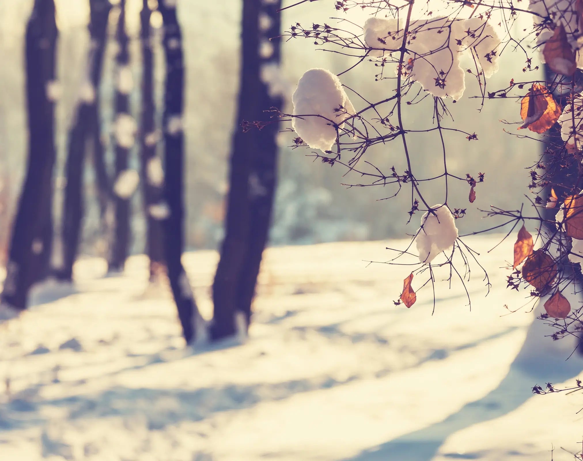 Aromatherapie gegen Winterblues