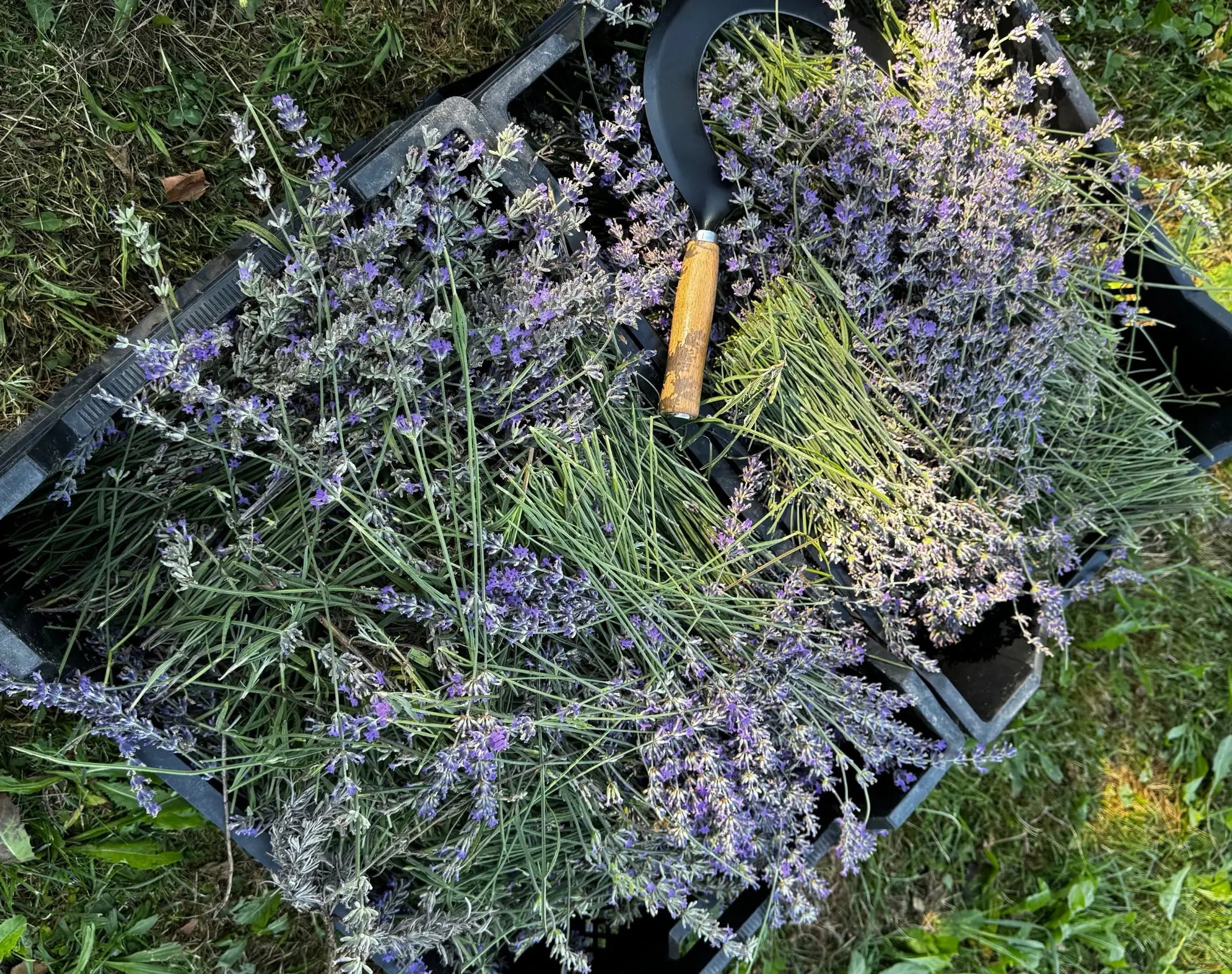 Sommerglück – Duft- pflanzenfelder in Uster