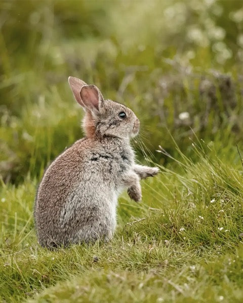junger Hase sitzt aufmerksam im grünen Gras, Galerie Position 1, Schweizer Aromatherapie, zertifizierte Naturkosmetik