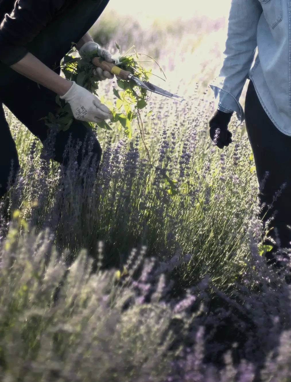 Personen ernten Lavendel mit Handschuhen, natürliche Lichtstimmung, Galerie Position 1, Schweizer Aromatherapie und Naturkosmetik