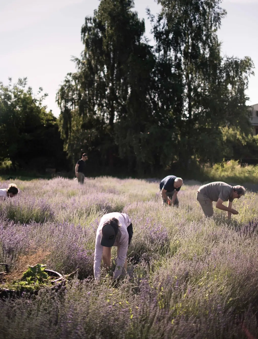 Personen ernten Lavendel in einem Feld mit Bäumen im Hintergrund, natürliche Szenerie, Galerie Position 1, Schweizer Aromatherapie