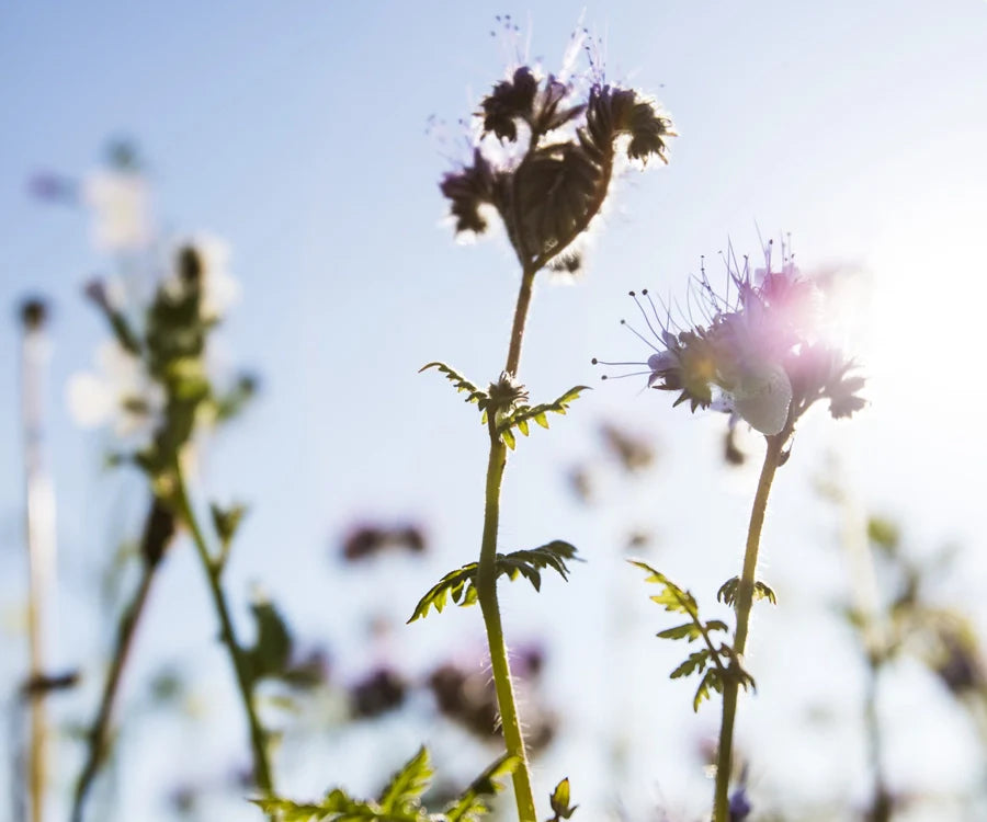 Phacelia-Blüten im Gegenlicht, sanfte Lichtstimmung, Galerie Position 1, Schweizer Aromatherapie, zertifizierte Naturkosmetik