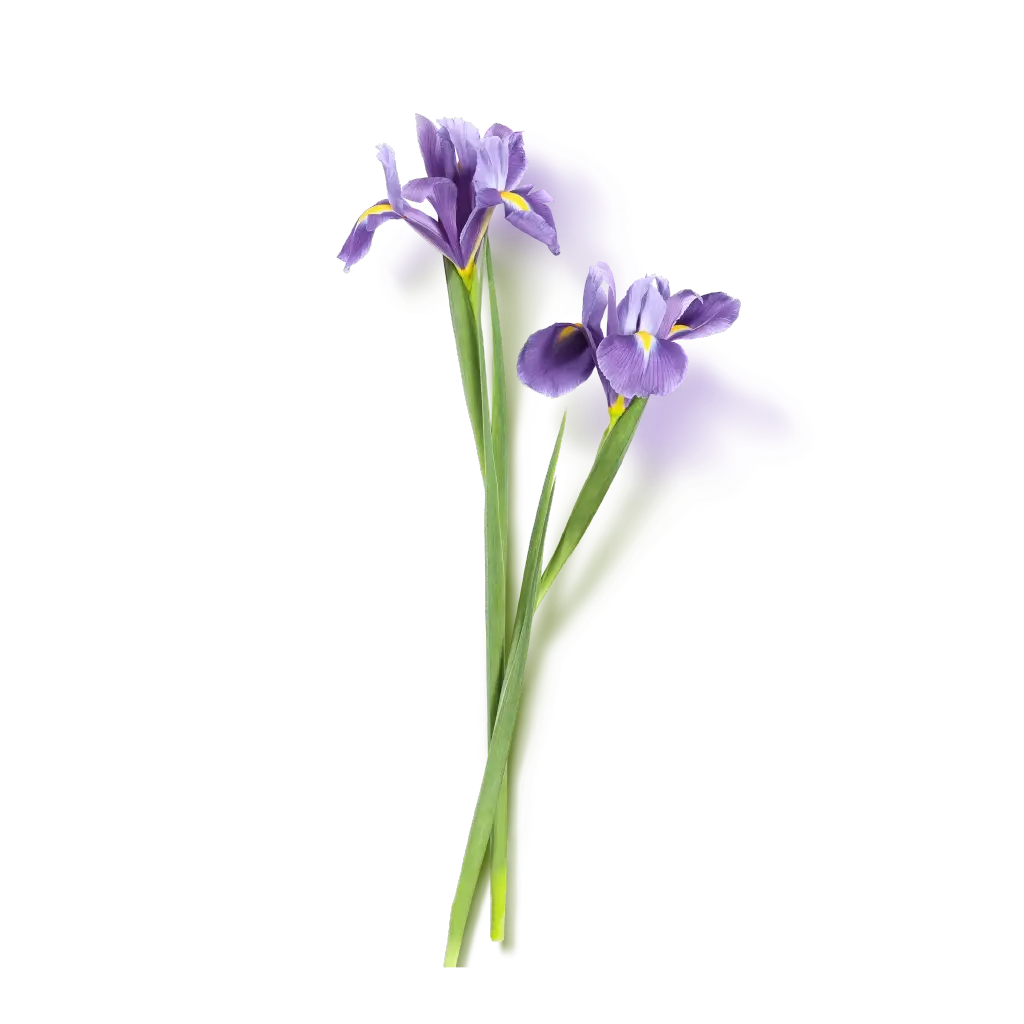 Iris_Wirkstoff_1000x1250_867ab36d-fbd9-44aa-a07c-75eb22204984.webp