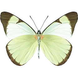 Key_Schmetterling_Gruend_Kopie.webp