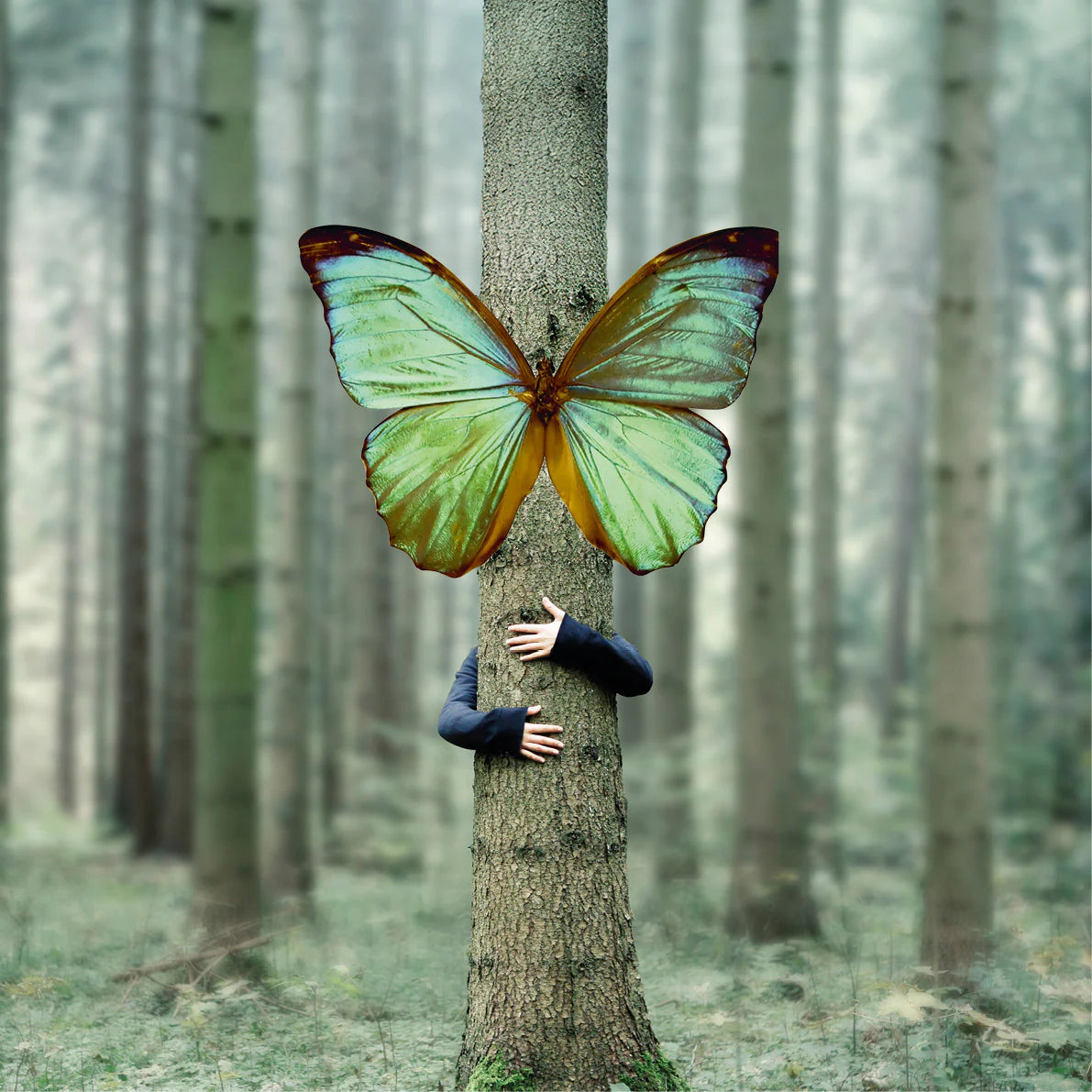 Person umarmt Baumstamm in nebligem Wald mit übergroßem, grün schimmerndem Schmetterlingsflügel, Galerie Position 1