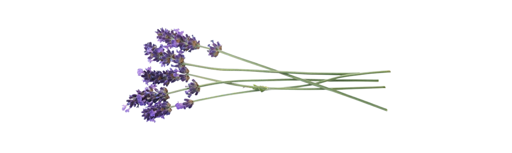 Lavender fine