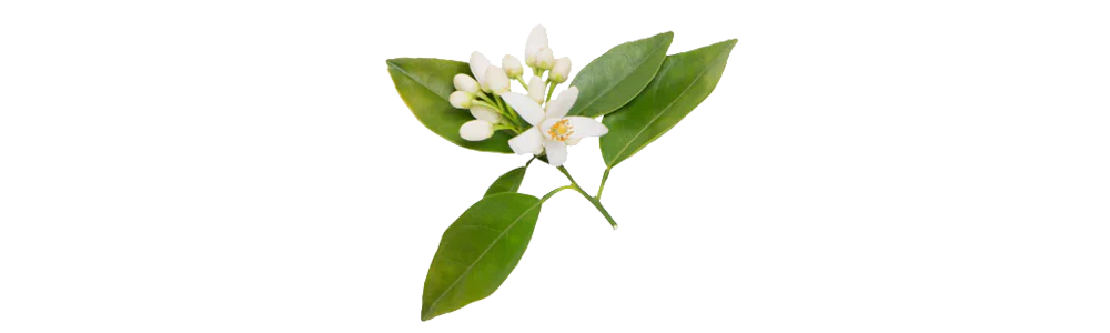 Neroli (orange blossom)