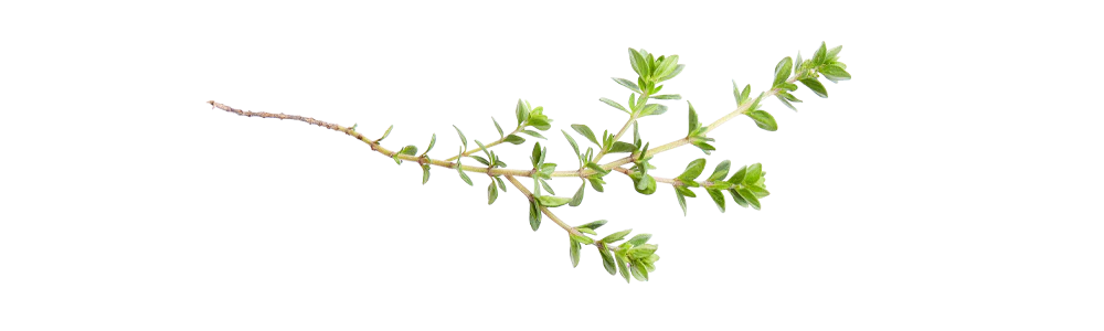 frischer grüner thymiankrautzweig mit kleinen blättern, galerie position 1, schweizer aromatherapie, vegane rezepturen