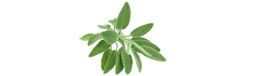 frischer grüner Salbeizweig auf transparentem Hintergrund, Schweizer Aromatherapie, Bio ätherische Öle, zertifizierte Naturkosmetik, Galerie Position 1