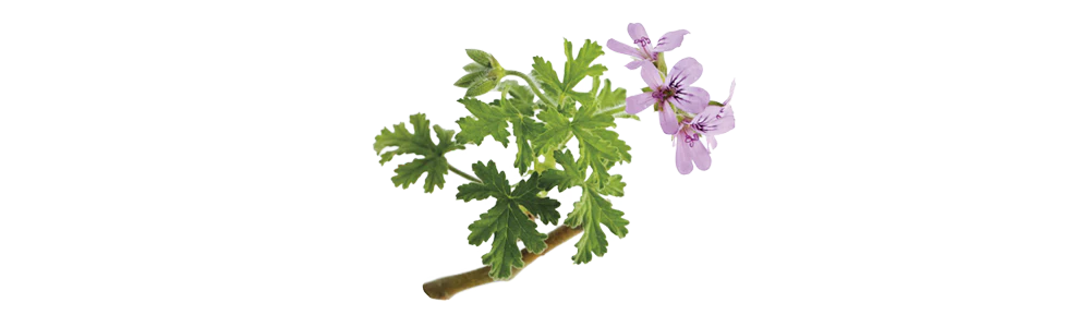 frischer pelargonienstrauch mit zarten rosa blüten auf transparentem hintergrund, galerie position 1, Schweizer Aromatherapie, vegane Rezepturen