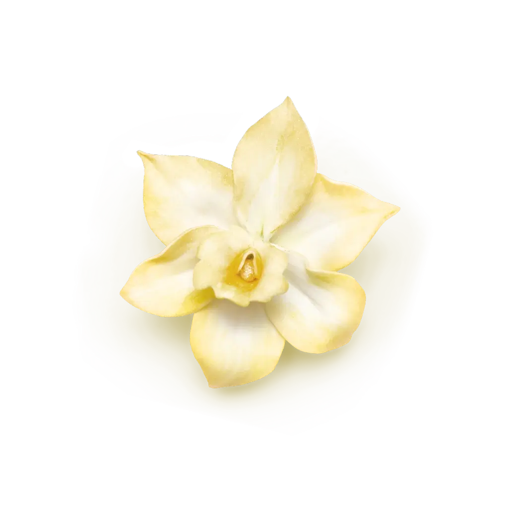 Helle Vanilleblüte mit weichen Blütenblättern, Detailansicht, Galerie Position 1, Schweizer Aromatherapie, zertifizierte Naturkosmetik.