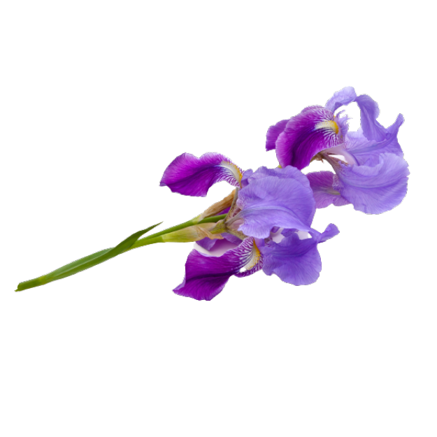 zweig mit zarten violett-lila irisblüten, galerie position 1, Schweizer Aromatherapie, zertifizierte Naturkosmetik, Bio ätherische Öle