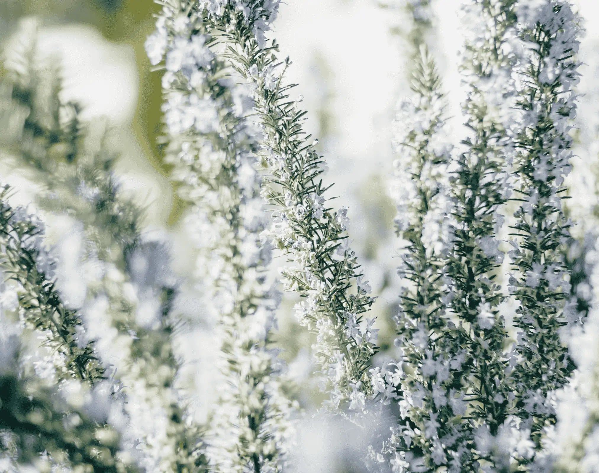 Zarte weisse Rosmarinblüten im sanften Licht, Galerie Position 1, Schweizer Aromatherapie und Bio ätherische Öle.