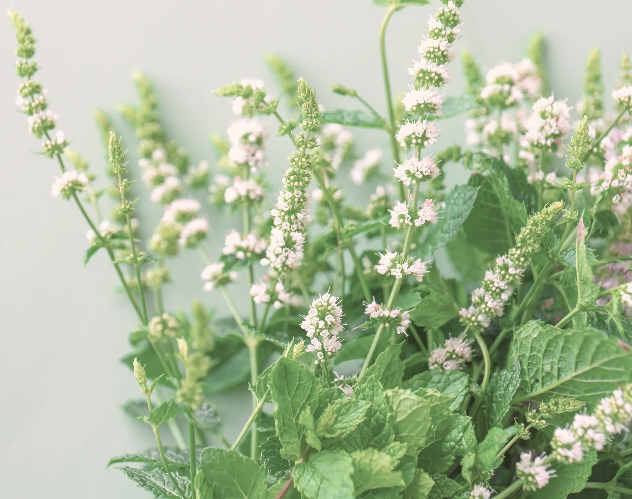 Zarte Minzblüten und grüne Blätter in sanftem Licht, Galerie Position 1, Schweizer Aromatherapie und zertifizierte Naturkosmetik.