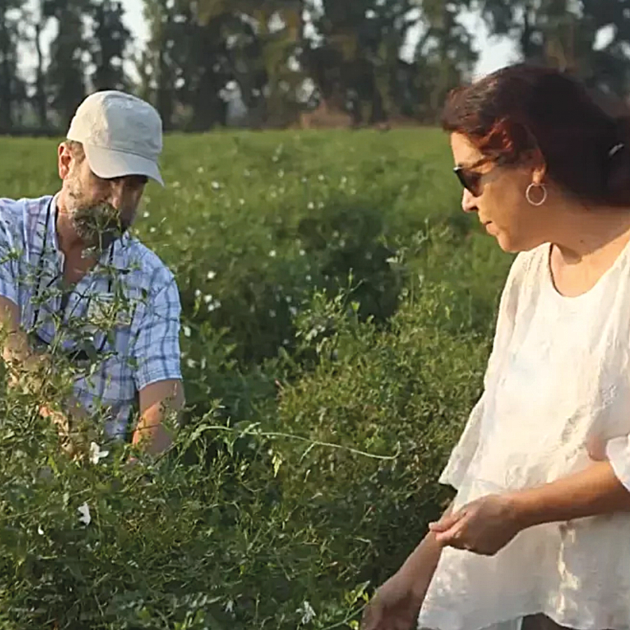 Zwei Personen beim Ernten von Kräutern auf grüner Wiese, Galerie Position 1, Schweizer Aromatherapie, nachhaltige Herstellung
