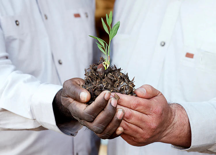 Zwei Hände verschiedener Hautfarben halten Setzling mit Wurzelballen, Galerie Position 1, Schweizer Aromatherapie, nachhaltige Herstellung.