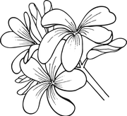 Frangipani_Wirkstoff.png
