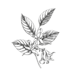 Ylang-Ylang-Wirkstoff.png