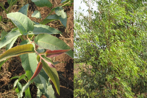 zitroneneukalyptus.png